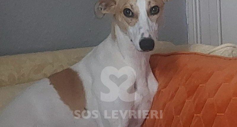 Buddy-Whippet