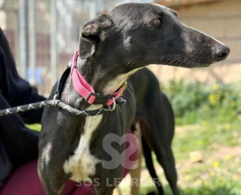 Cristina-Galgo