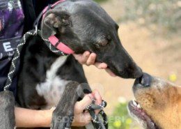 Cristina-Galgo