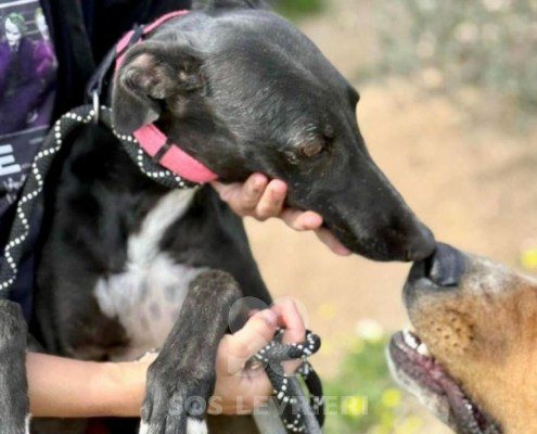 Cristina-Galgo