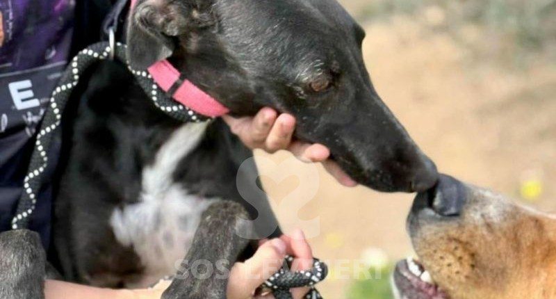 Cristina-Galgo