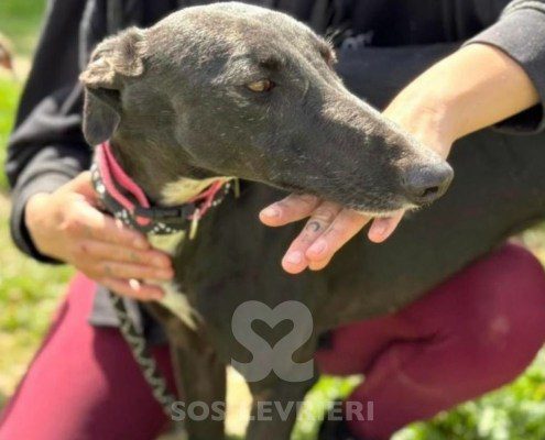 Cristina-Galgo