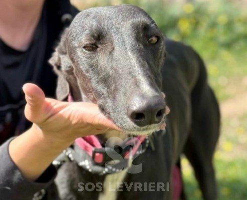 Cristina-Galgo