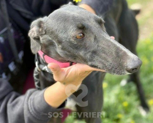 Cristina-Galgo