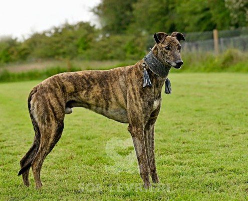 Dimitri-Greyhound