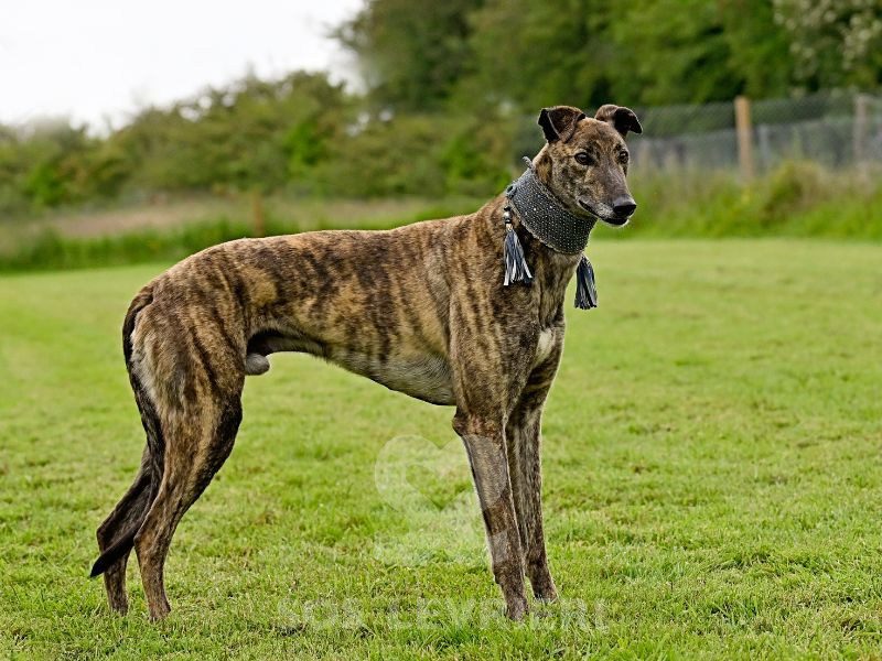 Dimitri-Greyhound