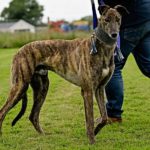 Dimitri-Greyhound