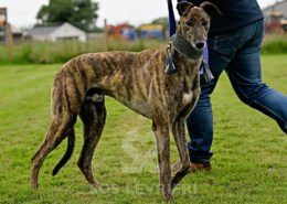 Dimitri-Greyhound