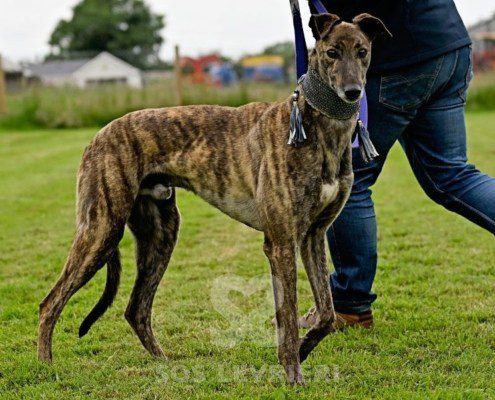 Dimitri-Greyhound