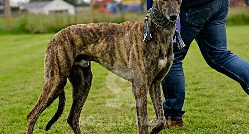 Dimitri-Greyhound