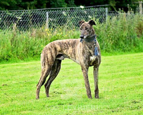 Dimitri-Greyhound