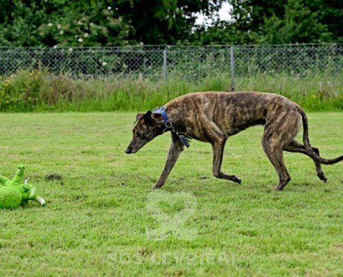 Dimitri-Greyhound