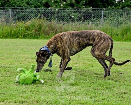Dimitri-Greyhound