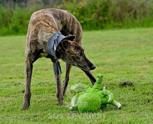 Dimitri-Greyhound