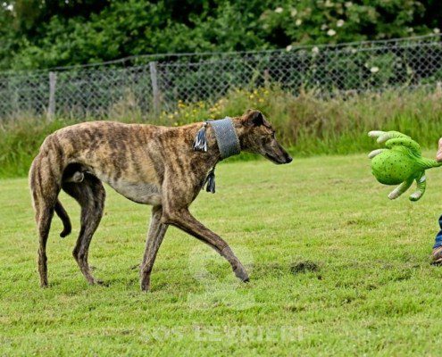 Dimitri-Greyhound