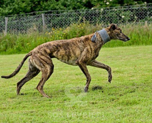 Dimitri-Greyhound