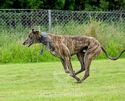 Dimitri-Greyhound