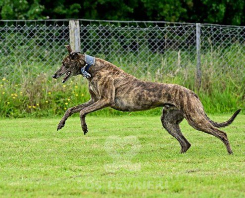 Dimitri-Greyhound