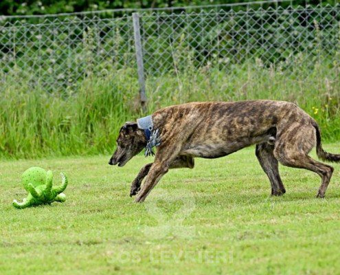 Dimitri-Greyhound