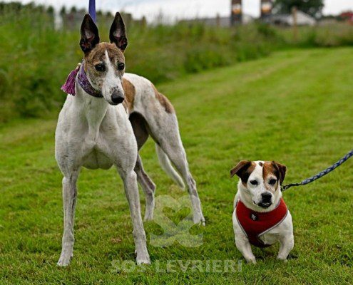 Dove-Greyhound