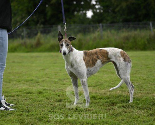 Dove-Greyhound