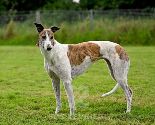 Dove-Greyhound