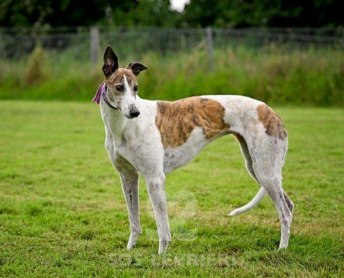 Dove-Greyhound