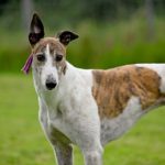 Dove-Greyhound