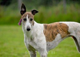 Dove-Greyhound