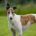 Dove-Greyhound