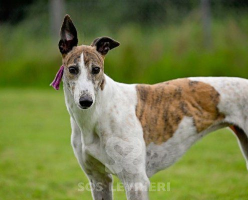Dove-Greyhound