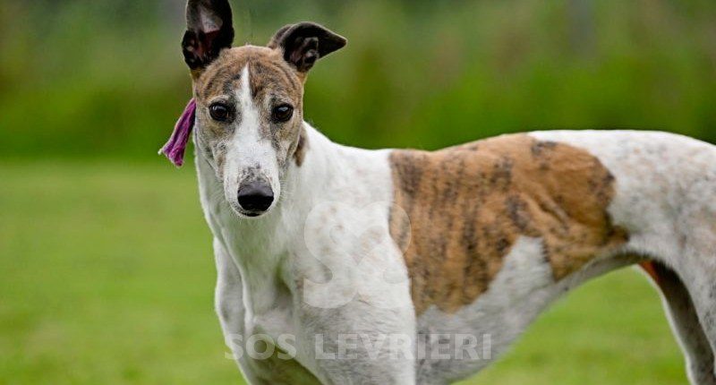 Dove-Greyhound