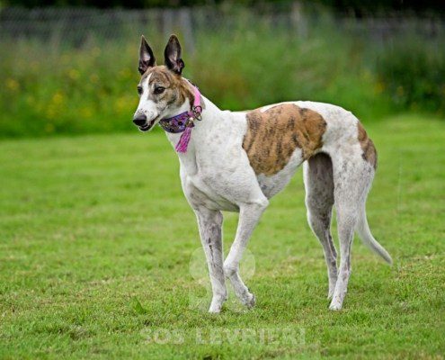 Dove-Greyhound