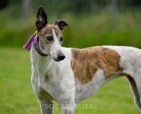 Dove-Greyhound