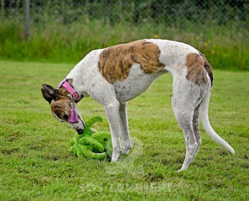 Dove-Greyhound