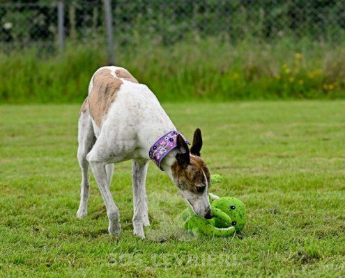 Dove-Greyhound