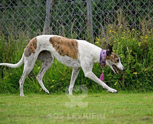 Dove-Greyhound