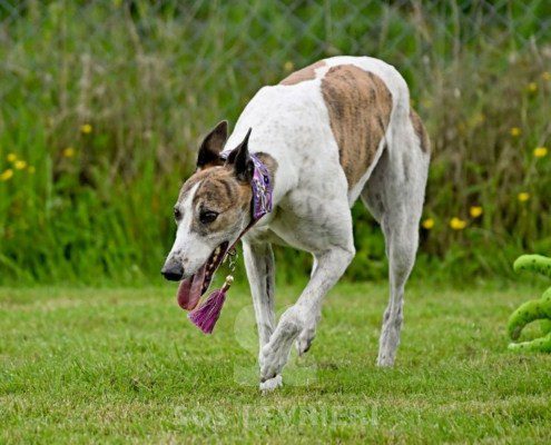 Dove-Greyhound