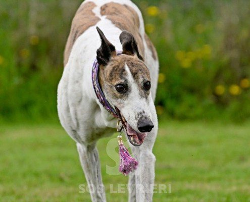 Dove-Greyhound