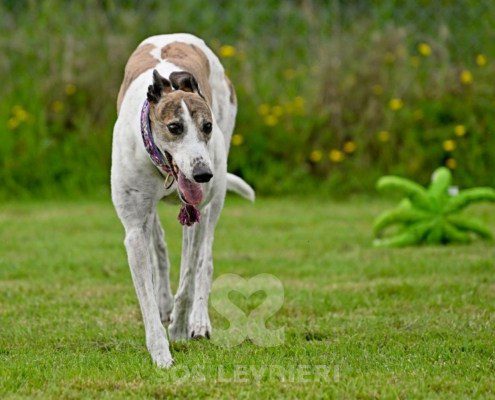 Dove-Greyhound