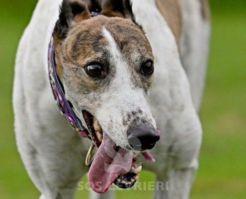 Dove-Greyhound