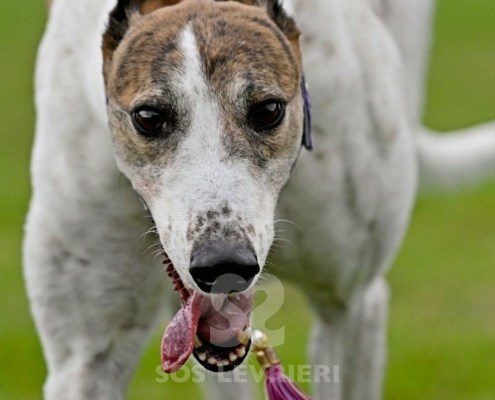 Dove-Greyhound
