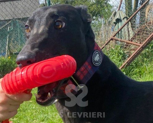 Gabby-Greyhound