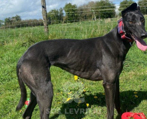 Gabby-Greyhound