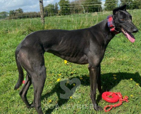 Gabby-Greyhound