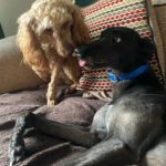 Gabby-Greyhound