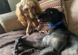 Gabby-Greyhound