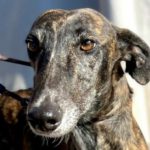 Gitana-Galgo