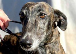 Gitana-Galgo