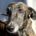 Gitana-Galgo